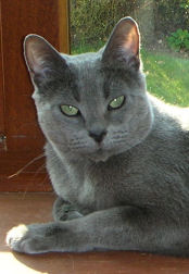 Stella - my darling retired Russian Blue queen