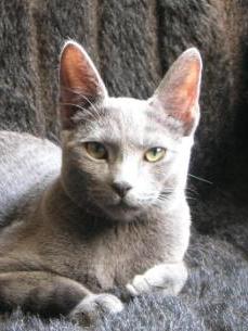 Dushenka Zivabella - every inch a Russian Blue queen!