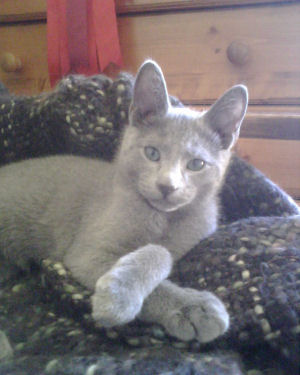 Xander: Russian Blue perfection, even at 12 weeks old