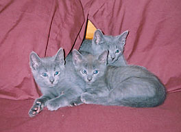 Adorable Russian Blue kittens!