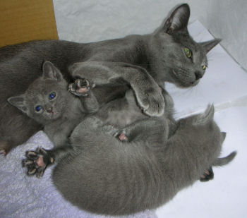 18 May 2008 - Russian and Abyssinian Cat Club of Scotland (RACCS)