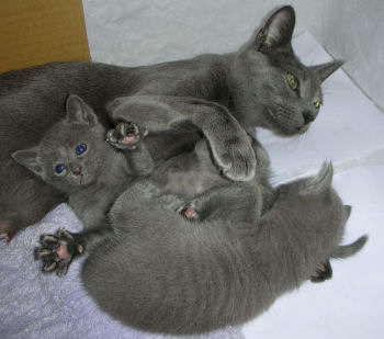 The popular Abyssinian cat