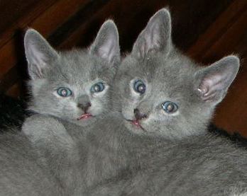 Russian Blue kittens - brother and sister cuddling up