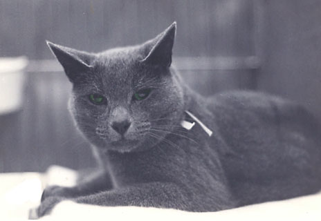 Champion Saphiriken Beau Bellis - my first Russian Blue