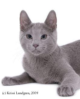 Teddy - super-soft Russian Blue stud cat